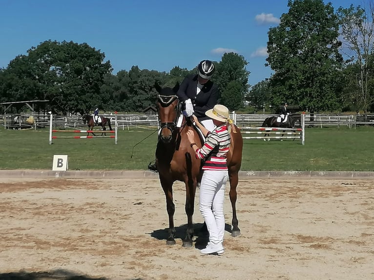 PRE Mix Wałach 10 lat 160 cm Gniada in Egglham