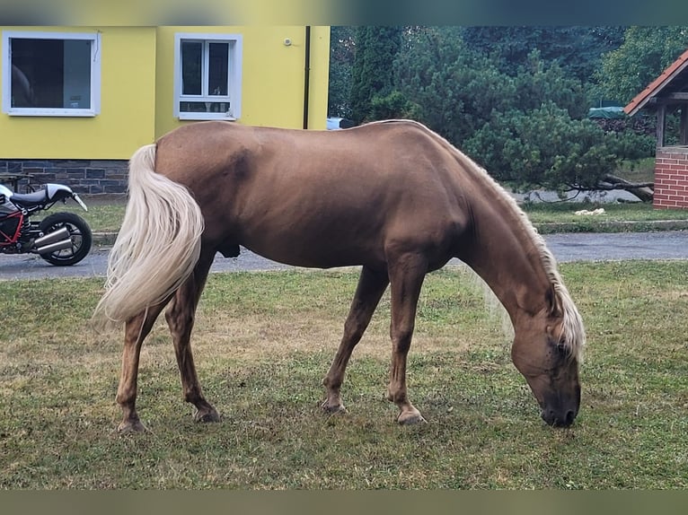 PRE Wałach 10 lat 160 cm Izabelowata in Plauen