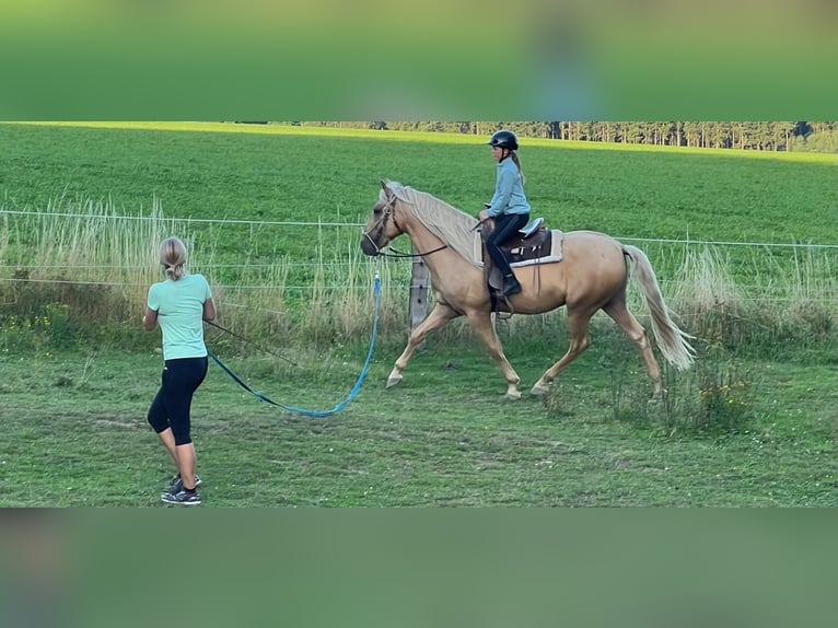 PRE Wałach 10 lat 160 cm Izabelowata in Plauen