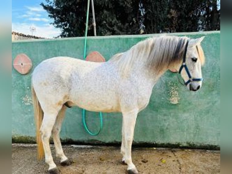 PRE Mix Wałach 10 lat 160 cm Siwa in Alicante