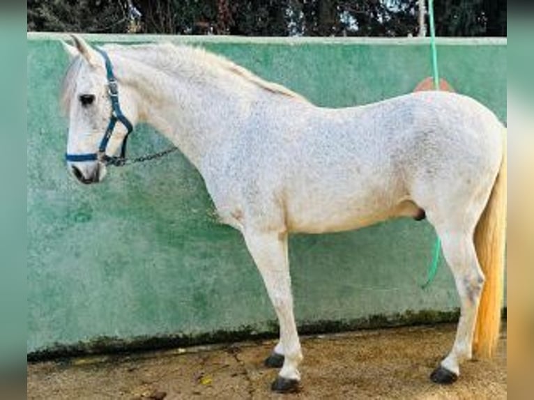 PRE Mix Wałach 10 lat 160 cm Siwa in Alicante