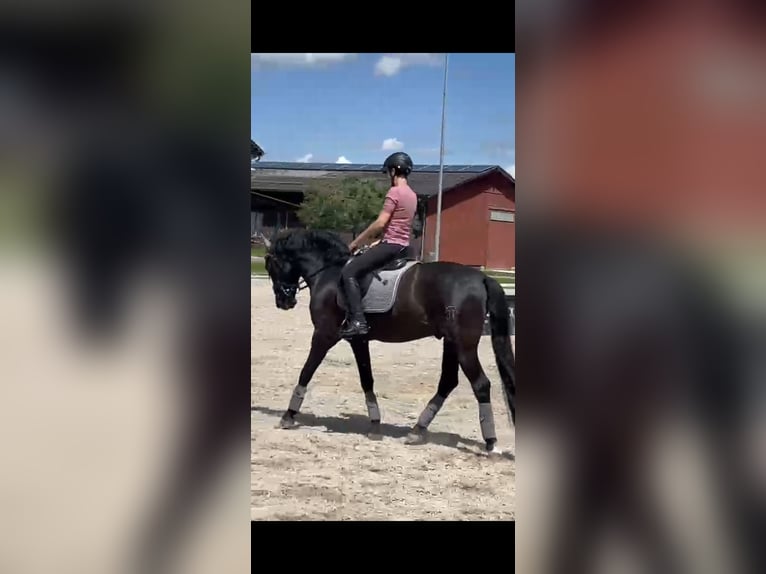 PRE Mix Wałach 10 lat 161 cm Kara in Henggart