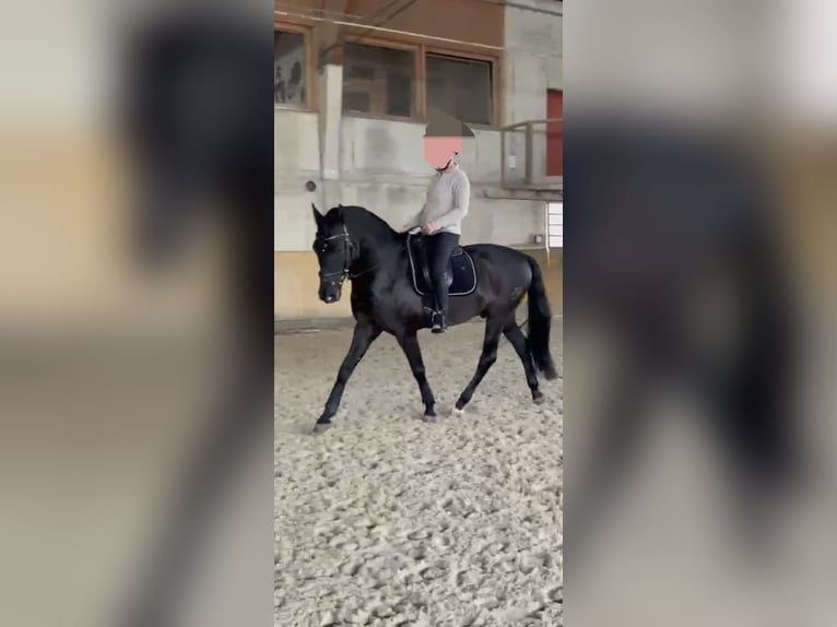 PRE Mix Wałach 10 lat 161 cm Kara in Henggart