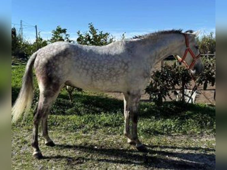 PRE Mix Wałach 10 lat 162 cm Siwa in Malaga