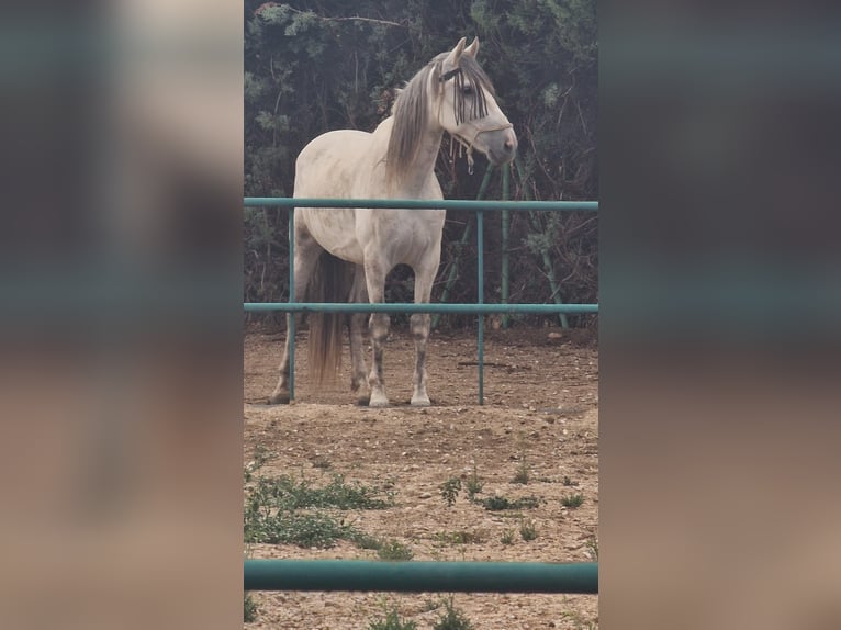 PRE Wałach 10 lat 164 cm Siwa in Fuente El Saz De Jarama