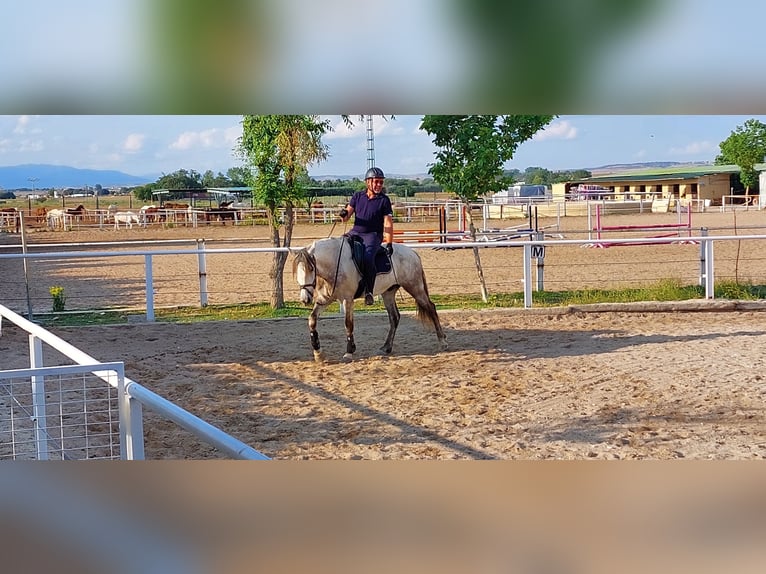PRE Wałach 10 lat 164 cm Siwa in Fuente El Saz De Jarama