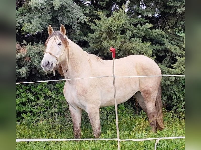 PRE Wałach 10 lat 164 cm Siwa in Fuente El Saz De Jarama