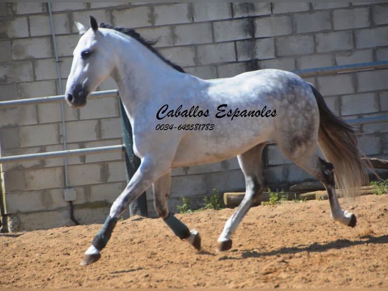 PRE Mix Wałach 10 lat 165 cm  in Vejer de la Frontera