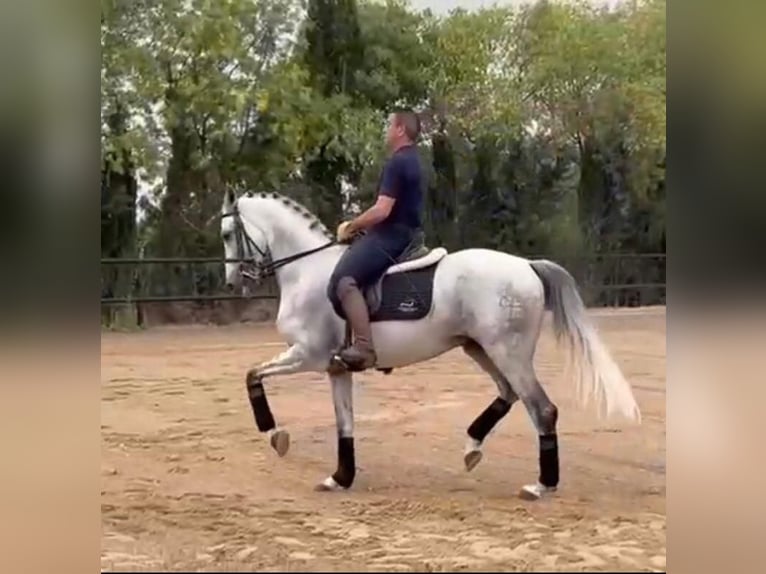 PRE Mix Wałach 10 lat 166 cm Siwa in Madrid