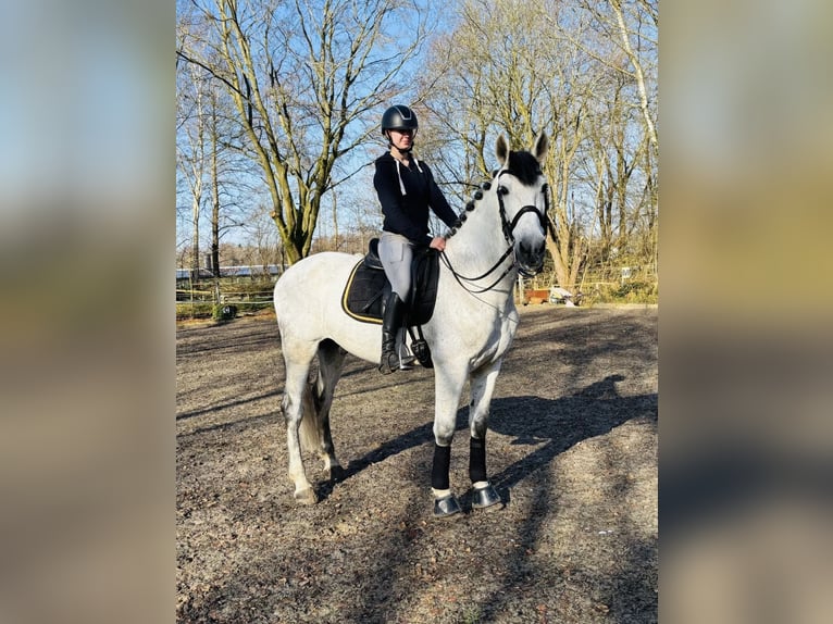 PRE Wałach 10 lat 167 cm Siwa w hreczce in BrestHarsefeld
