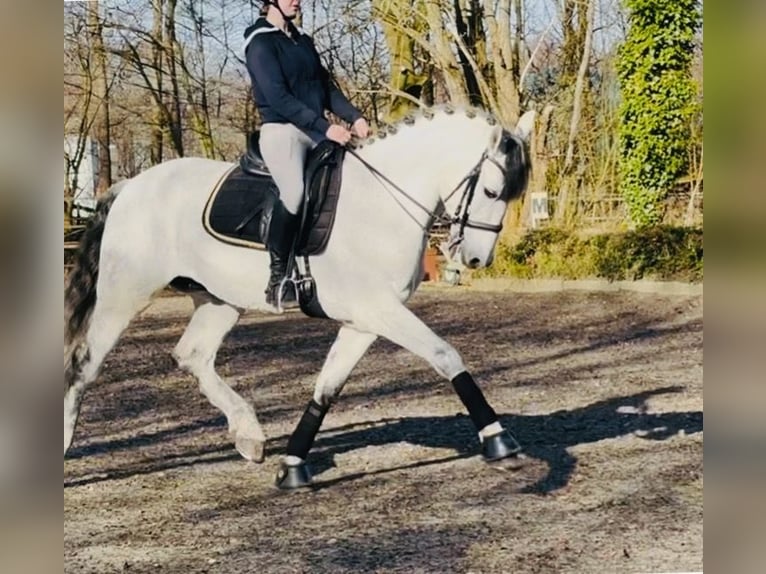 PRE Mix Wałach 10 lat 169 cm Siwa jabłkowita in Sottrum