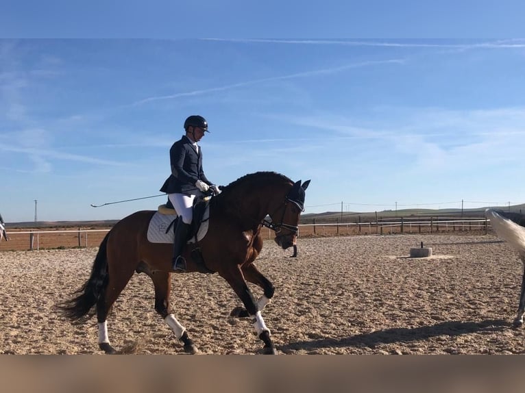 PRE Wałach 10 lat 170 cm Jasnogniada in Albacete