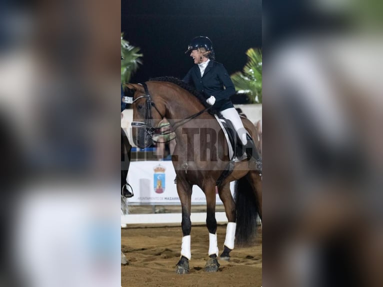 PRE Wałach 10 lat 170 cm Jasnogniada in Albacete