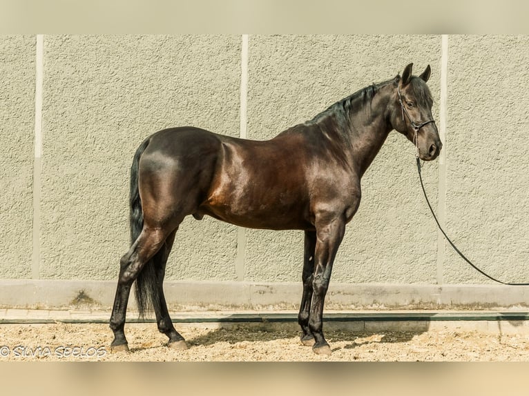 PRE Wałach 10 lat 170 cm Kara in Krumbach