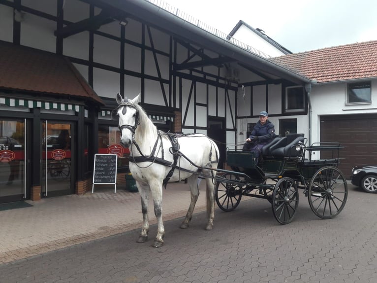 PRE Wałach 10 lat 172 cm Siwa in Borken