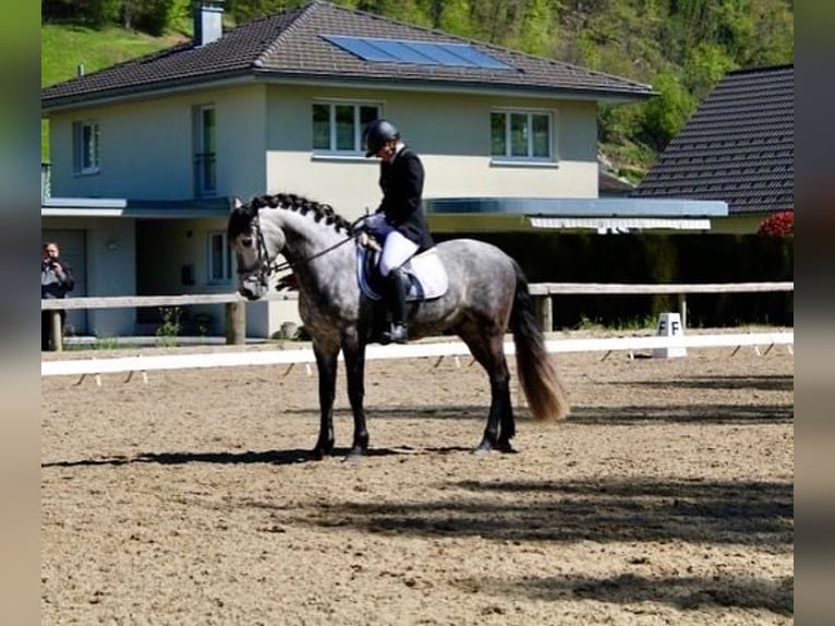 PRE Mix Wałach 11 lat 155 cm Siwa jabłkowita in Dornbirn