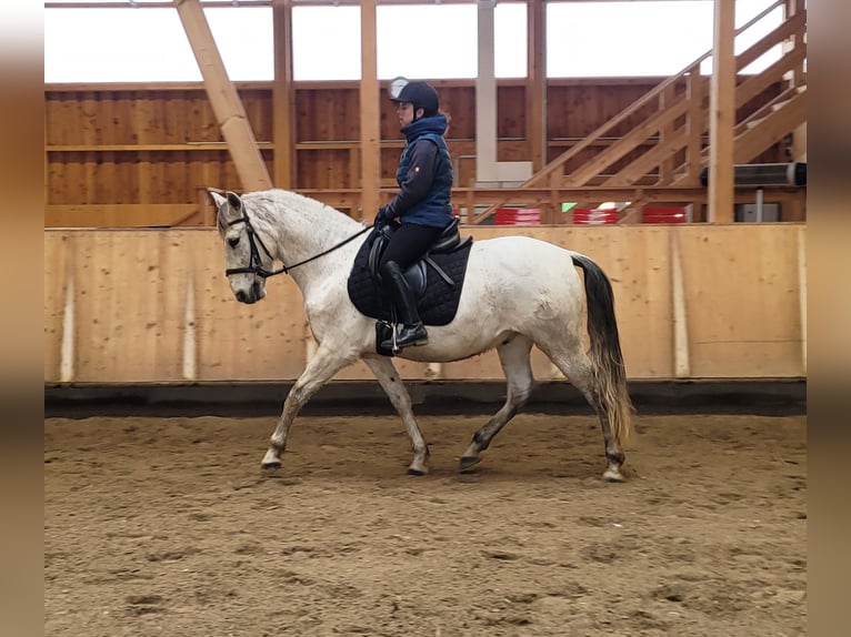 PRE Mix Wałach 11 lat 155 cm Siwa jabłkowita in Karlshuld