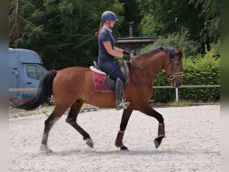 PRE Mix Wałach 11 lat 157 cm Gniada in Neustadt (Wied)