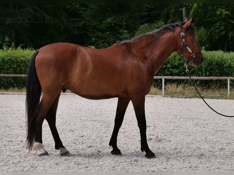 PRE Mix Wałach 11 lat 157 cm Gniada in Neustadt (Wied)