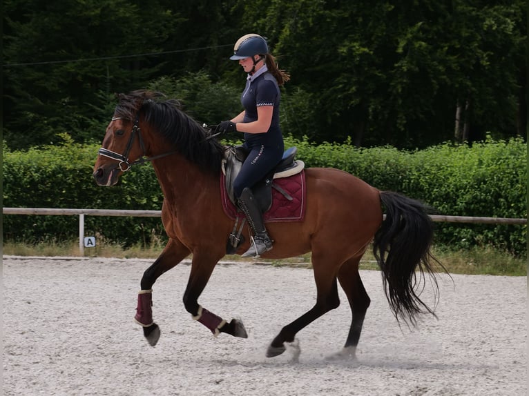 PRE Mix Wałach 11 lat 157 cm Gniada in Neustadt (Wied)