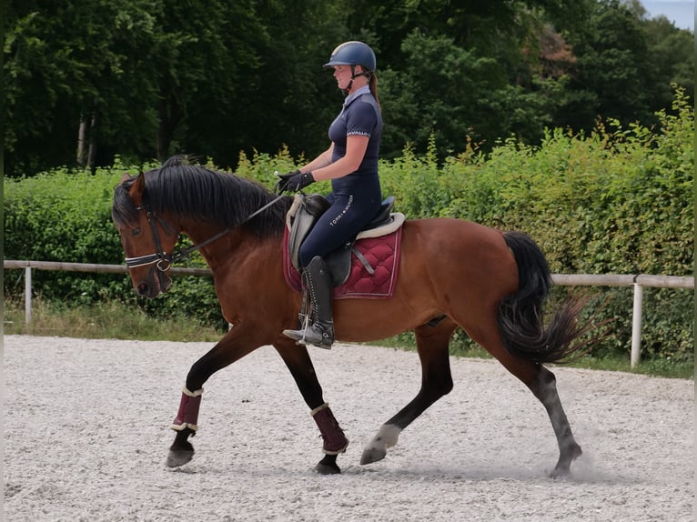 PRE Mix Wałach 11 lat 157 cm Gniada in Neustadt (Wied)