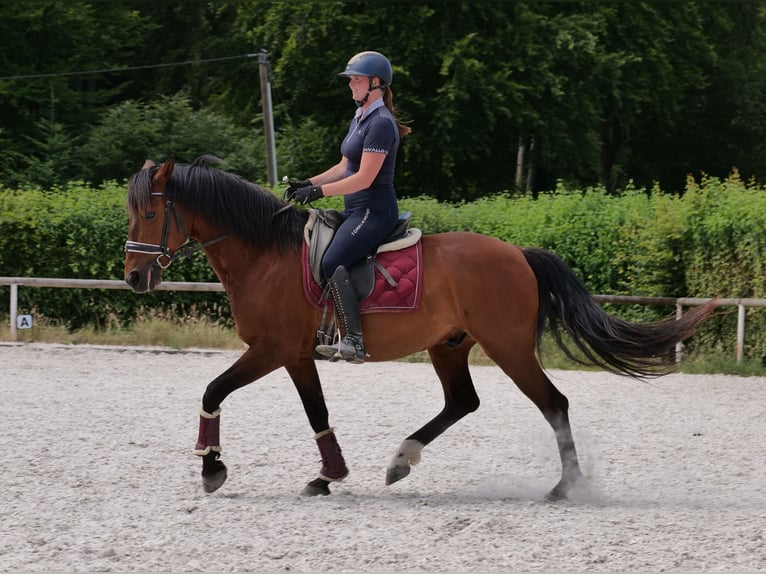 PRE Mix Wałach 11 lat 157 cm Gniada in Neustadt (Wied)
