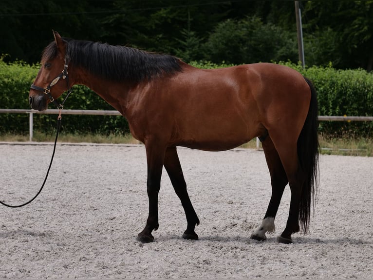 PRE Mix Wałach 11 lat 157 cm Gniada in Neustadt (Wied)