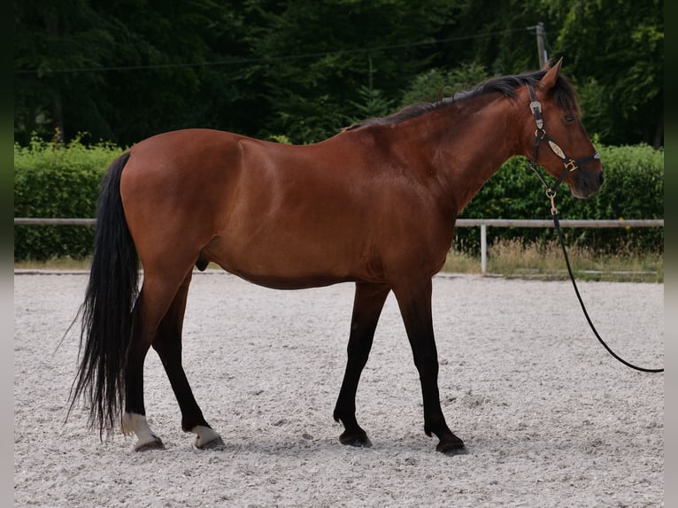 PRE Mix Wałach 11 lat 157 cm Gniada in Neustadt (Wied)