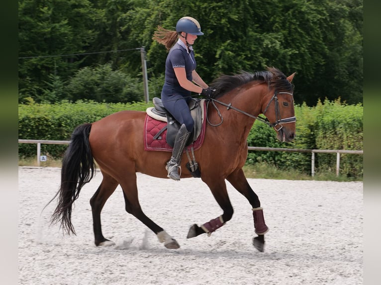 PRE Mix Wałach 11 lat 157 cm Gniada in Neustadt (Wied)