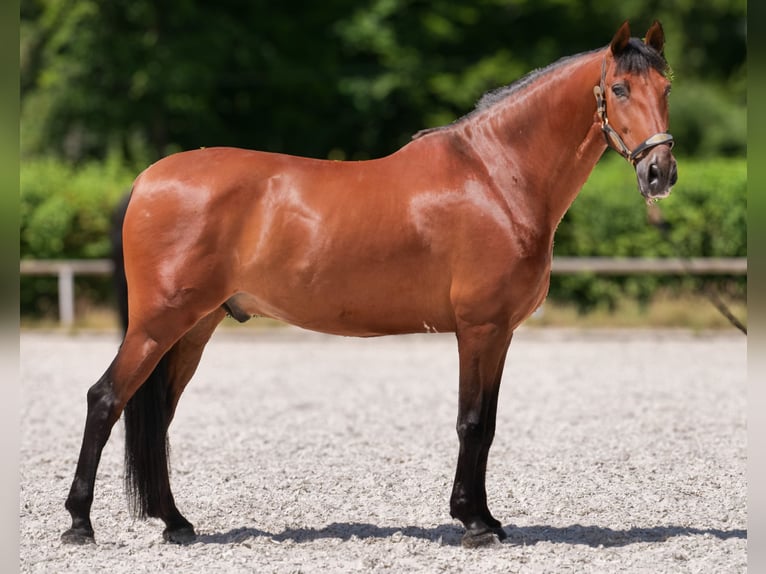 PRE Mix Wałach 11 lat 160 cm Gniada in Neustadt (Wied)