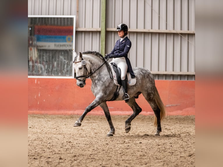 PRE Mix Wałach 11 lat 162 cm Siwa jabłkowita in Biezenmortel