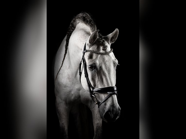 PRE Mix Wałach 11 lat 162 cm Siwa jabłkowita in Biezenmortel