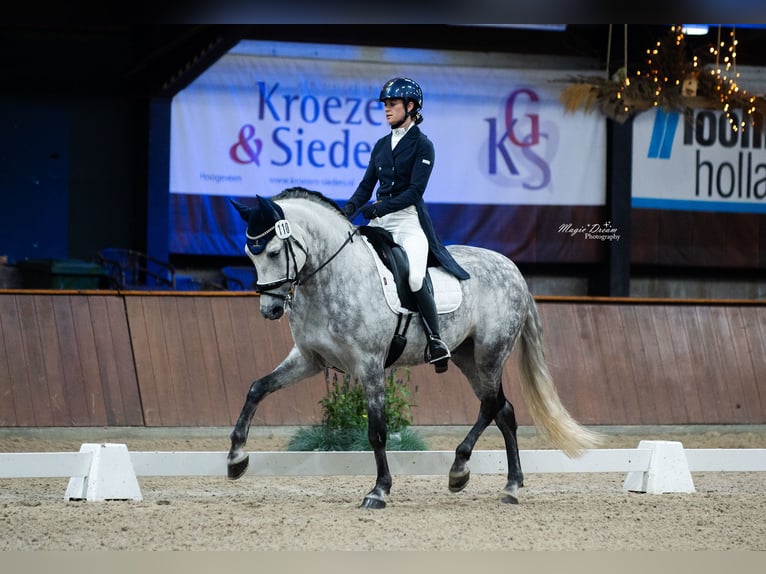 PRE Mix Wałach 11 lat 162 cm Siwa jabłkowita in Biezenmortel