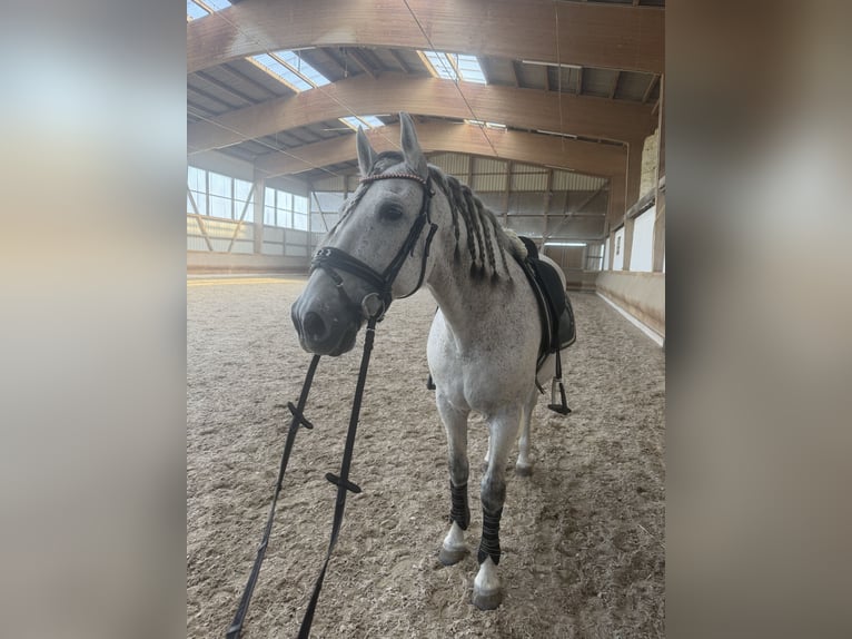 PRE Mix Wałach 11 lat 162 cm Siwa in Steinen