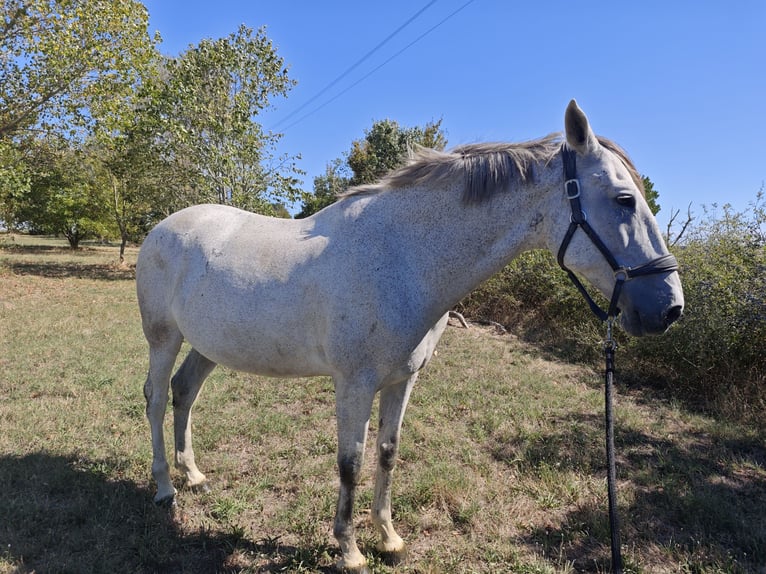 PRE Wałach 11 lat 163 cm Siwa in Villefranche de Lauragais