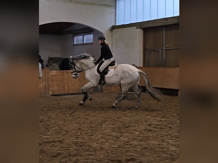 PRE Wałach 11 lat 164 cm Siwa jabłkowita in Rheine