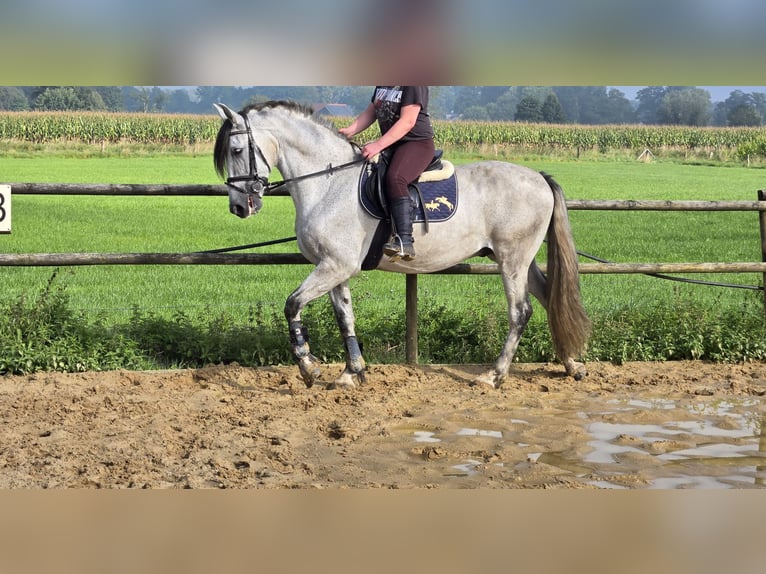 PRE Wałach 11 lat 164 cm Siwa jabłkowita in Rheine
