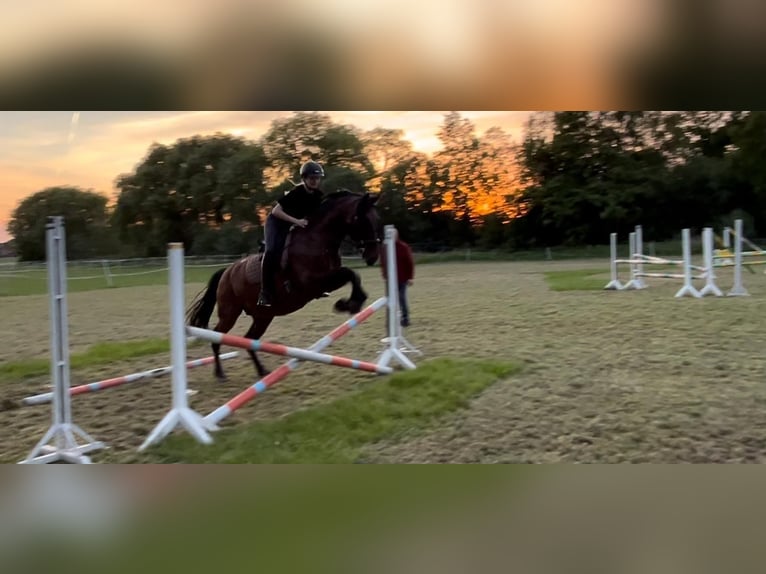 PRE Mix Wałach 11 lat 165 cm Gniada in Hille