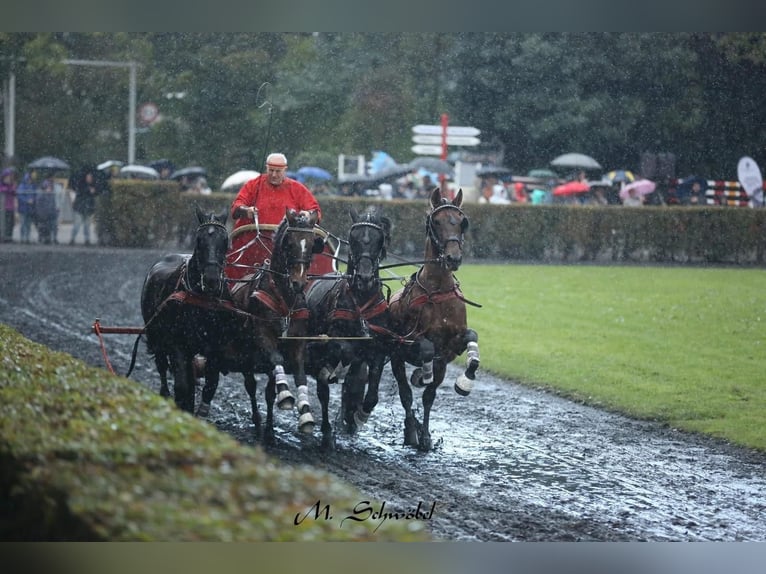 PRE Mix Wałach 11 lat 165 cm Gniada in Hille