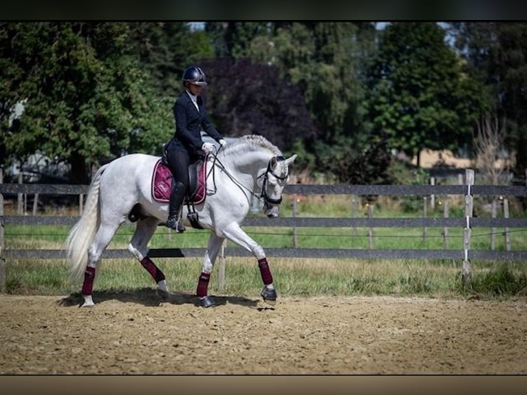 PRE Mix Wałach 11 lat 168 cm Siwa in Oudenaarde