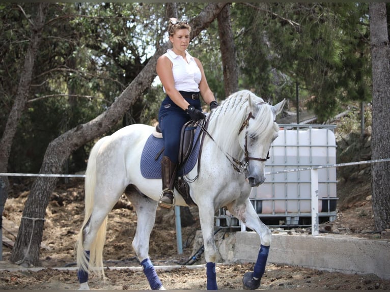 PRE Mix Wałach 11 lat 168 cm Siwa in Valencia