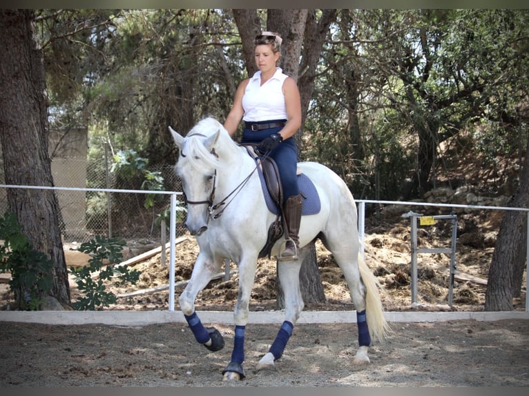 PRE Mix Wałach 11 lat 168 cm Siwa in Valencia