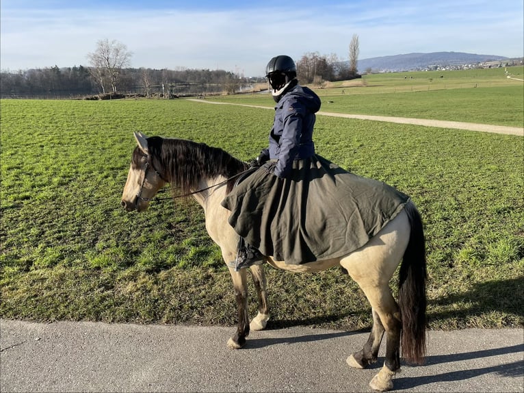 PRE Wałach 12 lat 155 cm Bułana in Buchs ZH