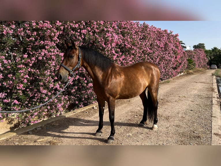 PRE Wałach 12 lat 162 cm Gniada in Alboraya