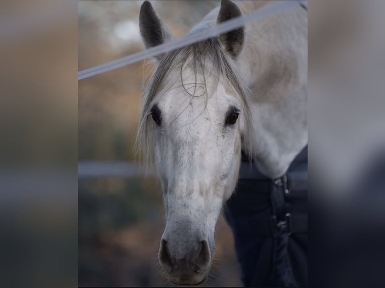 PRE Wałach 12 lat 165 cm Siwa jabłkowita in felanitx