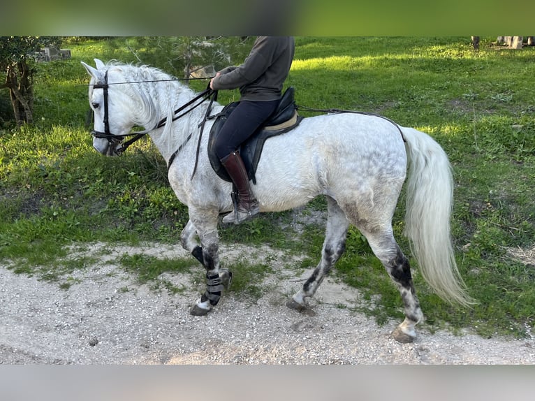 PRE Wałach 12 lat 168 cm Siwa jabłkowita in Cadiz