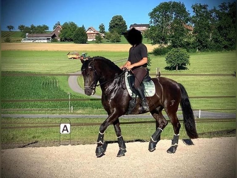 PRE Mix Wałach 12 lat 169 cm Kara in Luzern