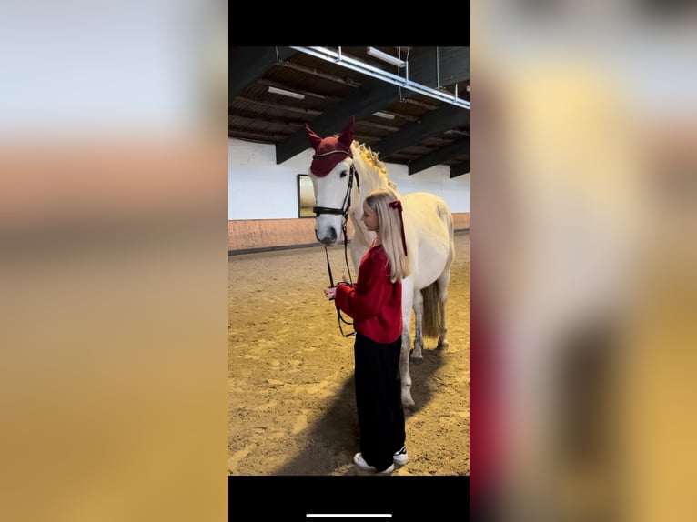 PRE Mix Wałach 12 lat 169 cm Siwa jabłkowita in Neum&#xFC;nster