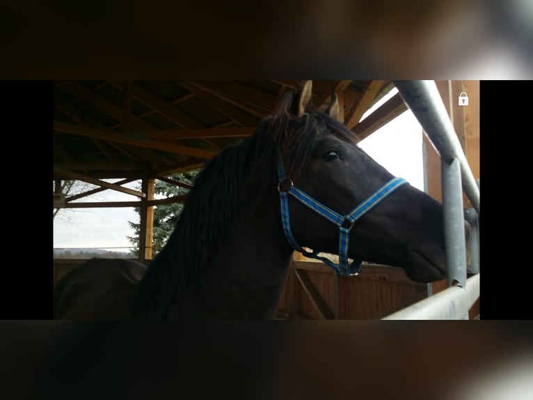 PRE Wałach 13 lat 160 cm Kara in Klipphausen