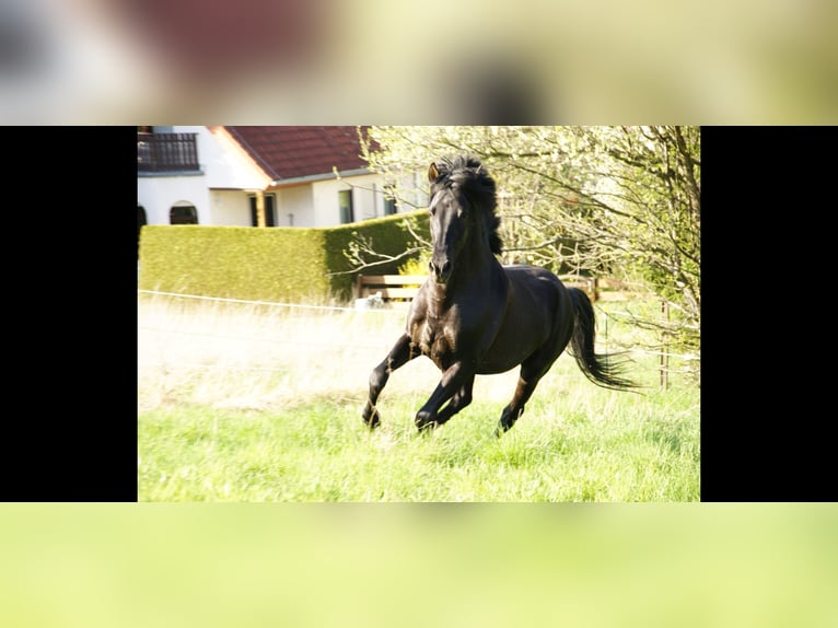 PRE Wałach 13 lat 160 cm Kara in Klipphausen